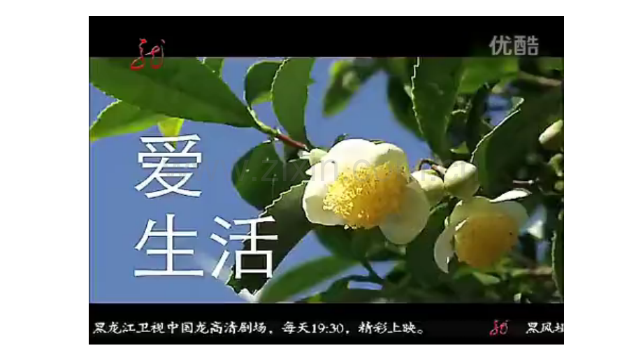 芳疗精油的基础理念.ppt_第2页