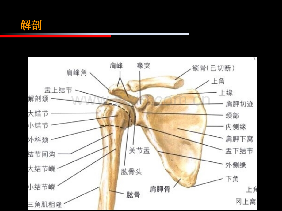 肩周炎康复治疗.ppt_第3页