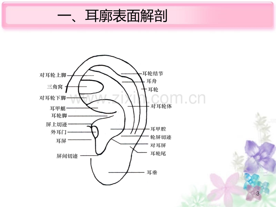 耳穴埋豆.ppt_第3页