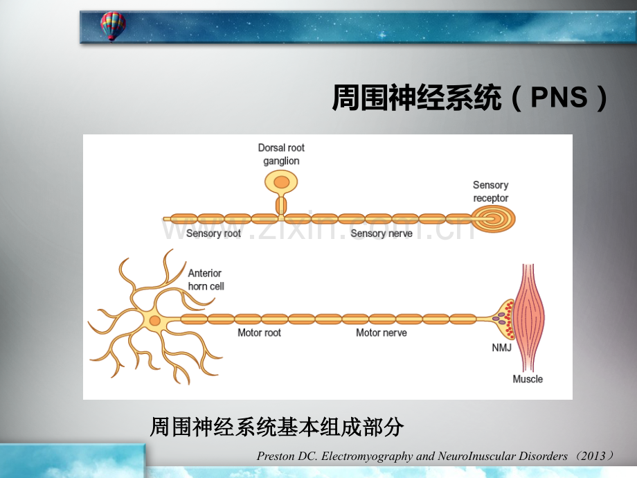 肌电图在神经系统疾病中的应用.ppt_第3页