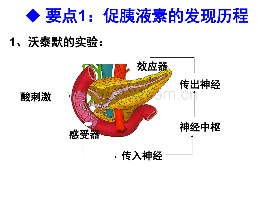 激素调节.ppt_第3页