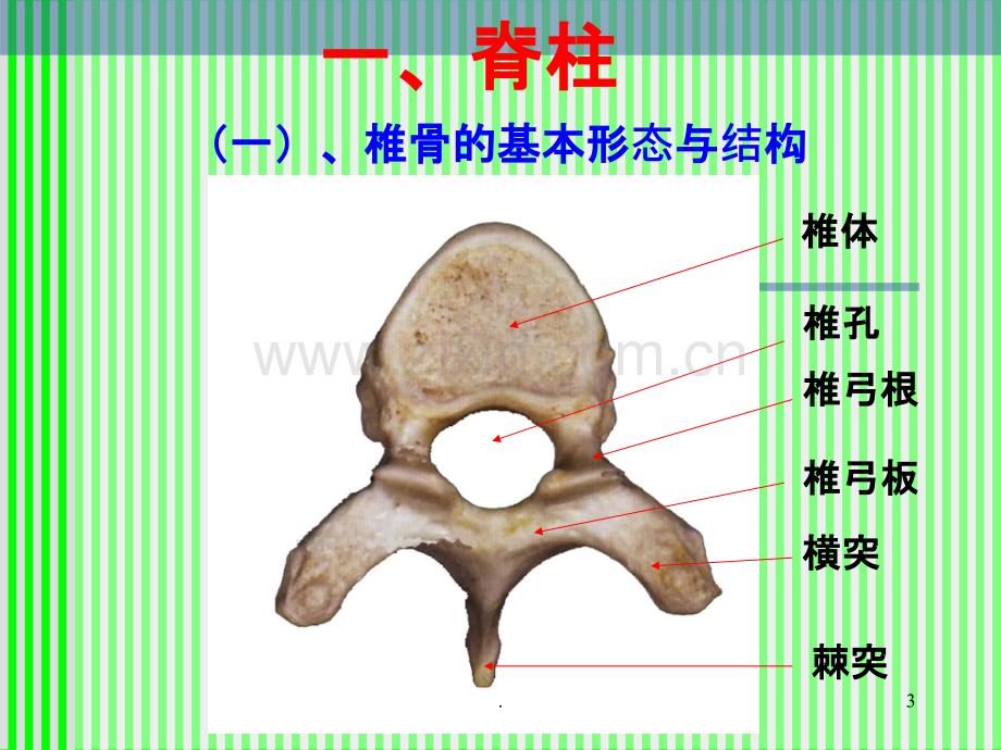 脊柱解剖图颈胸腰椎.ppt_第3页