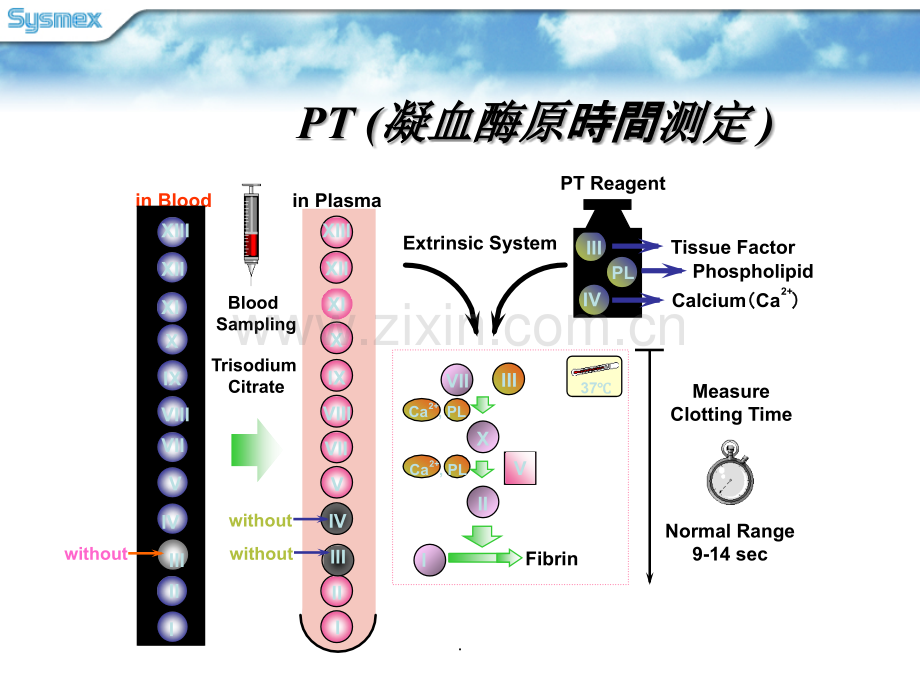 凝血四项原理及临床意义.ppt_第2页