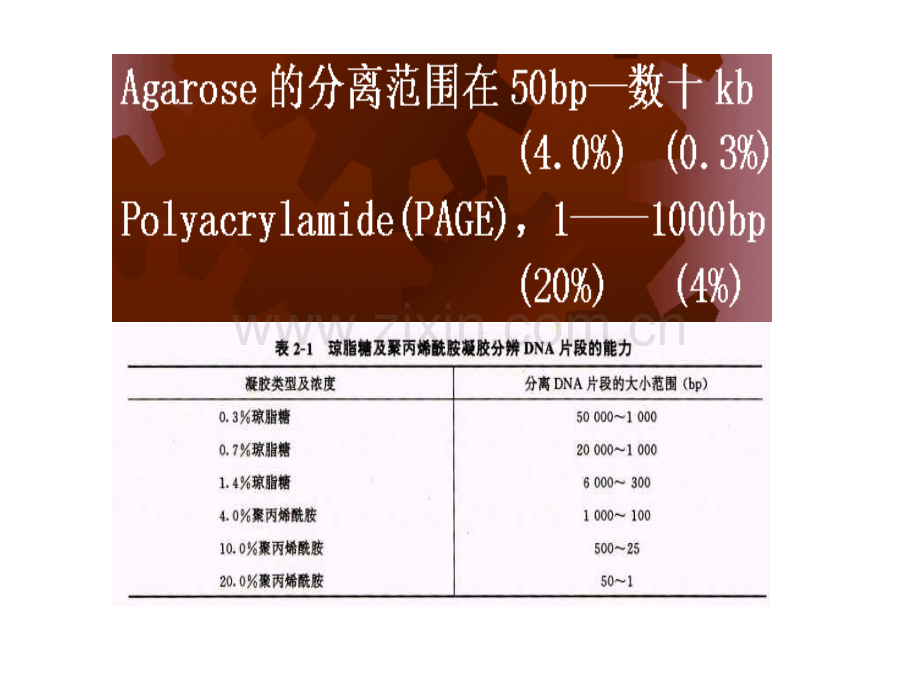 分子生物学研究方法(上).ppt_第3页