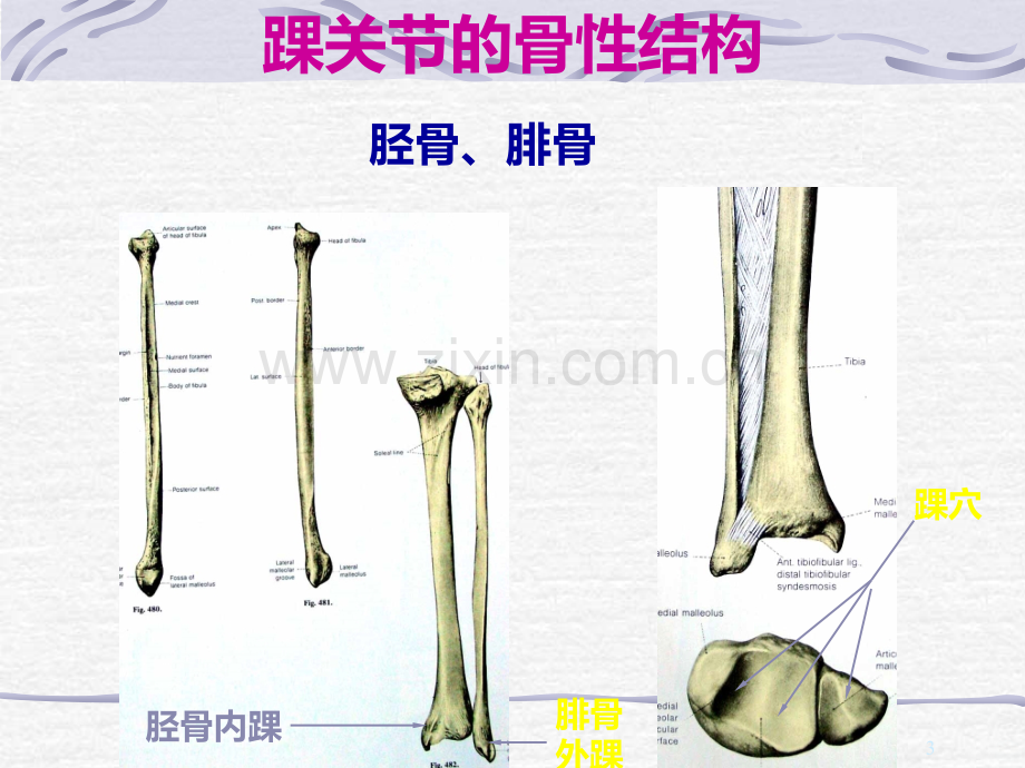 踝部损伤及功能康复.ppt_第3页