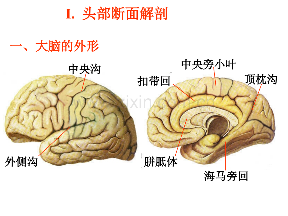 断面解剖.ppt_第2页