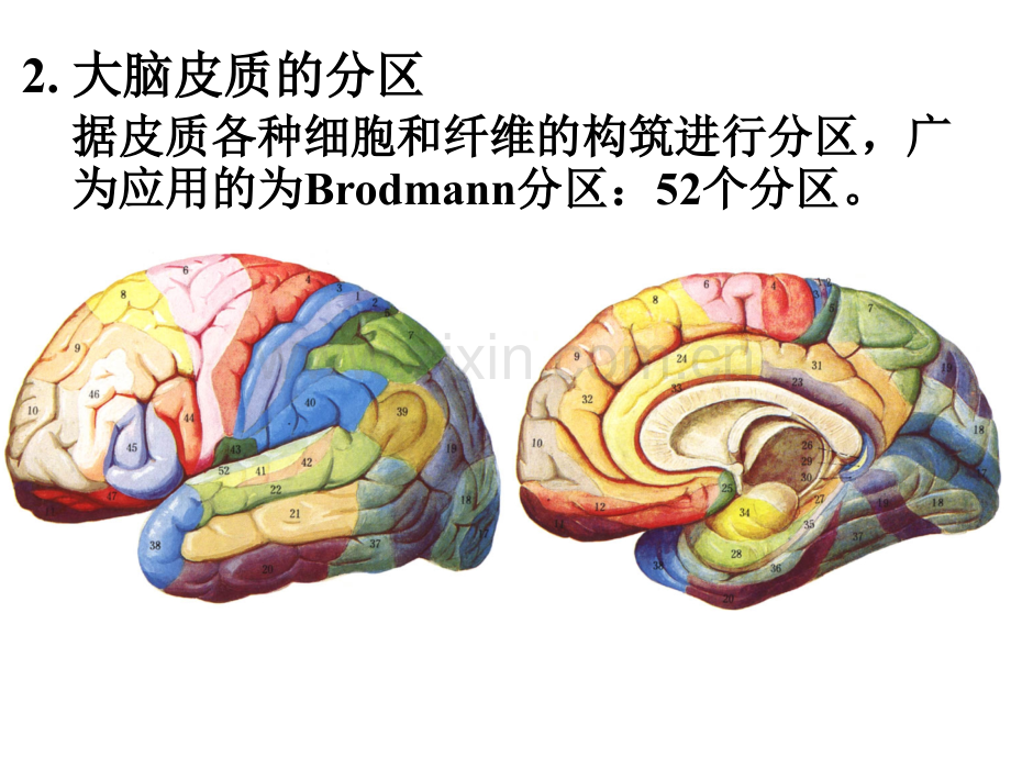 断面解剖.ppt_第3页