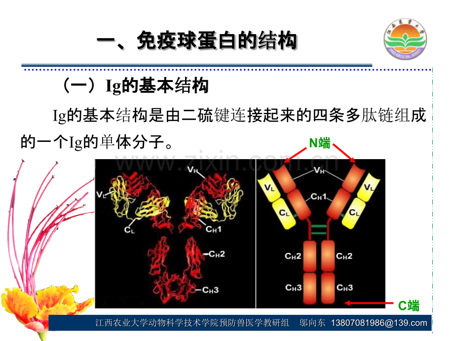 第四章抗体.ppt_第3页