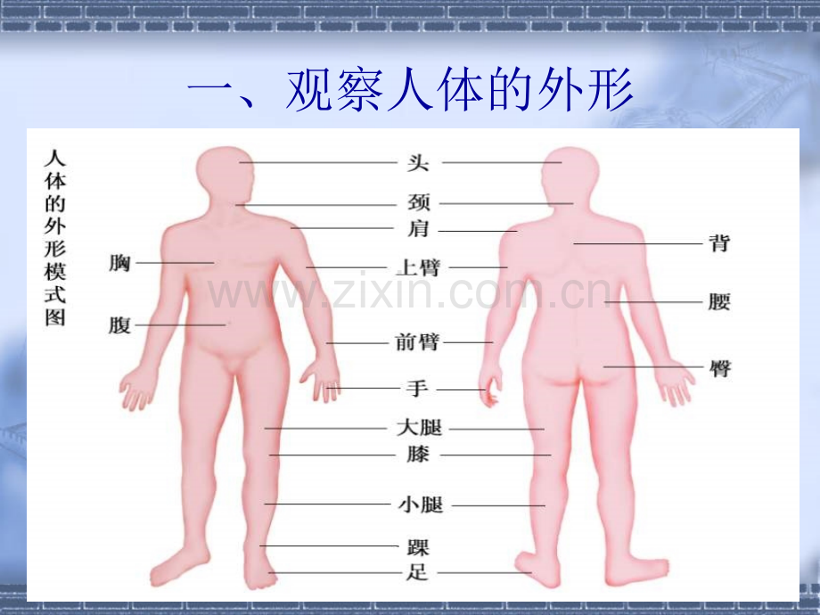 功能消化食物和吸收营养物质.ppt_第2页