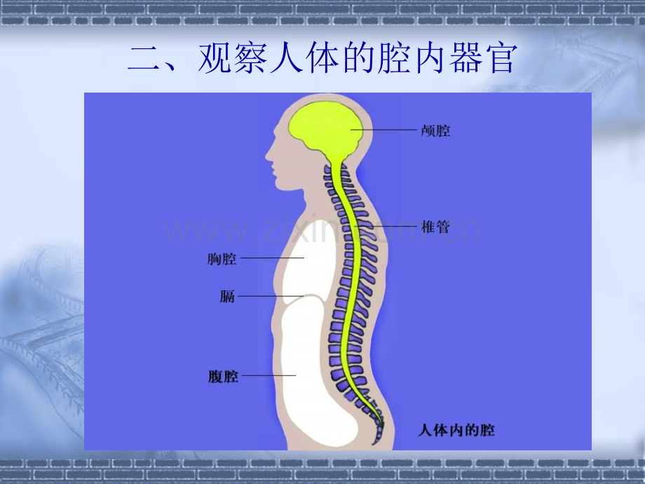 功能消化食物和吸收营养物质.ppt_第3页