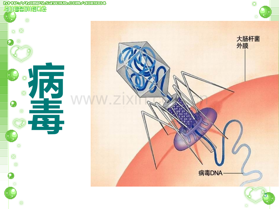 微生物(病毒、细菌、真菌).ppt_第3页