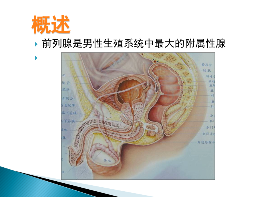 磁共振前列腺癌演示课件.ppt_第2页