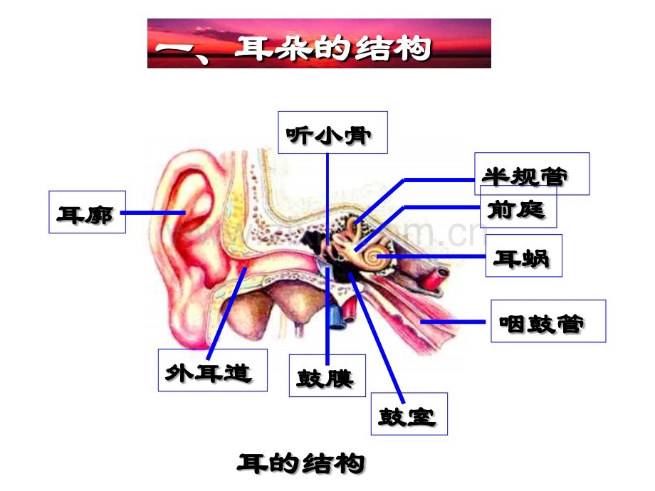 七年级科学耳和听觉.ppt_第3页