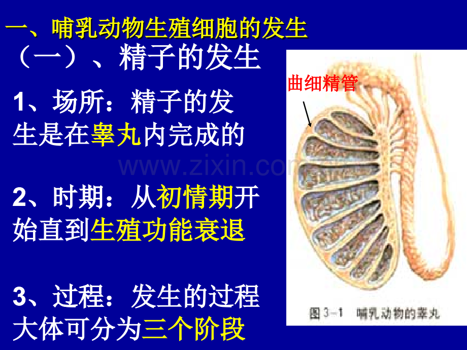 2019-哺乳动物生殖细胞的发生和胚胎发育的基本过程-文档资料.ppt_第2页