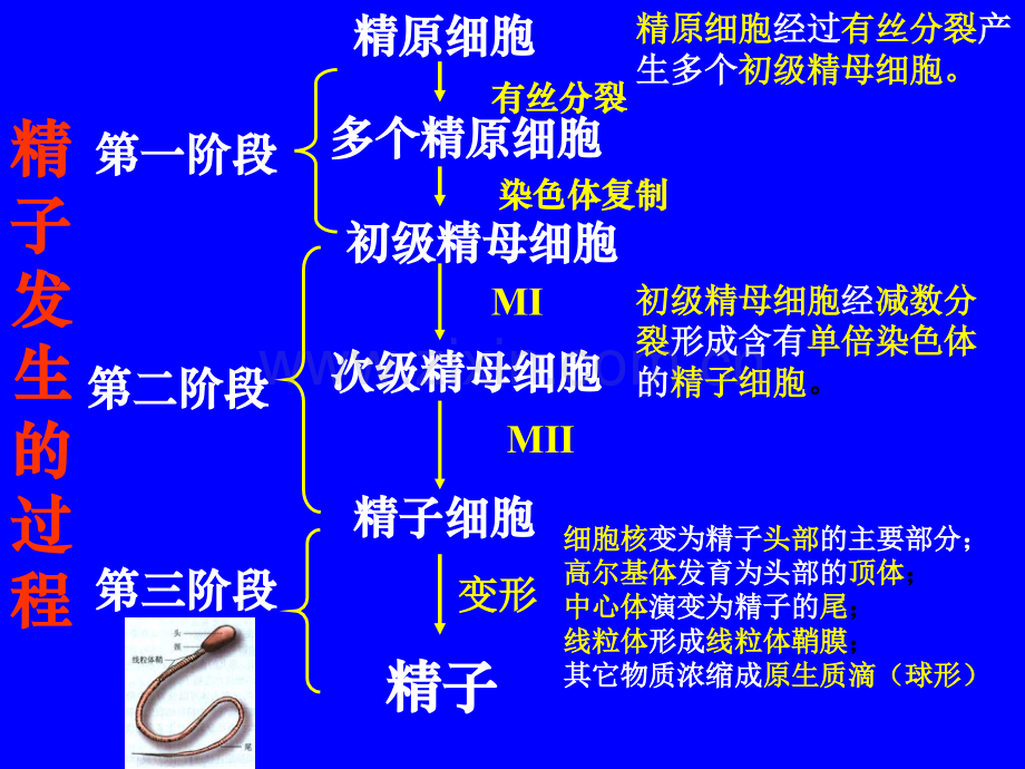 2019-哺乳动物生殖细胞的发生和胚胎发育的基本过程-文档资料.ppt_第3页