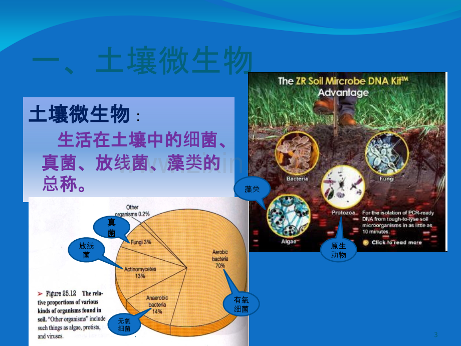 土壤微生物的地位和作用.ppt_第3页