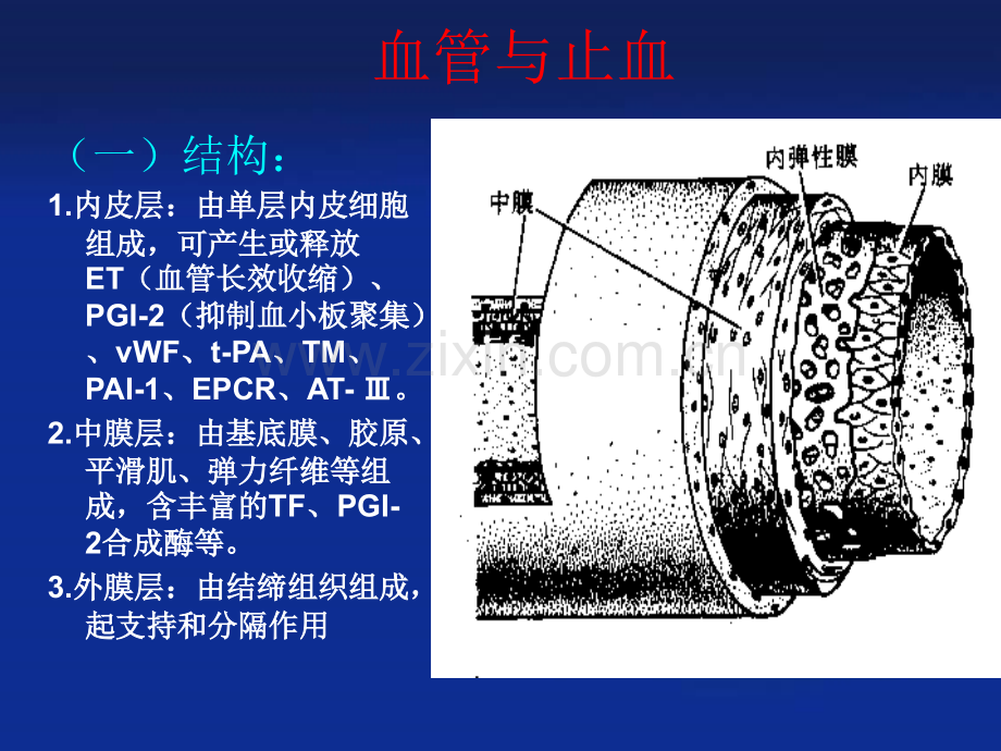 凝血酶疾病学术中心.ppt_第2页