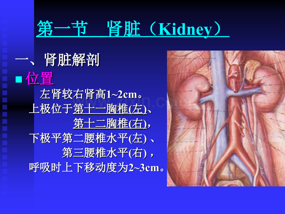 肾脏标准切面.ppt_第2页