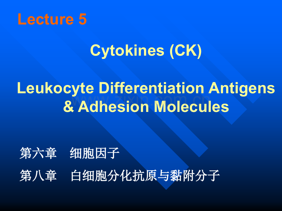 《医学免疫学教学课件》05-ck-cd-am..ppt_第1页