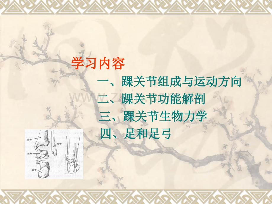 踝关节运动学.ppt_第2页