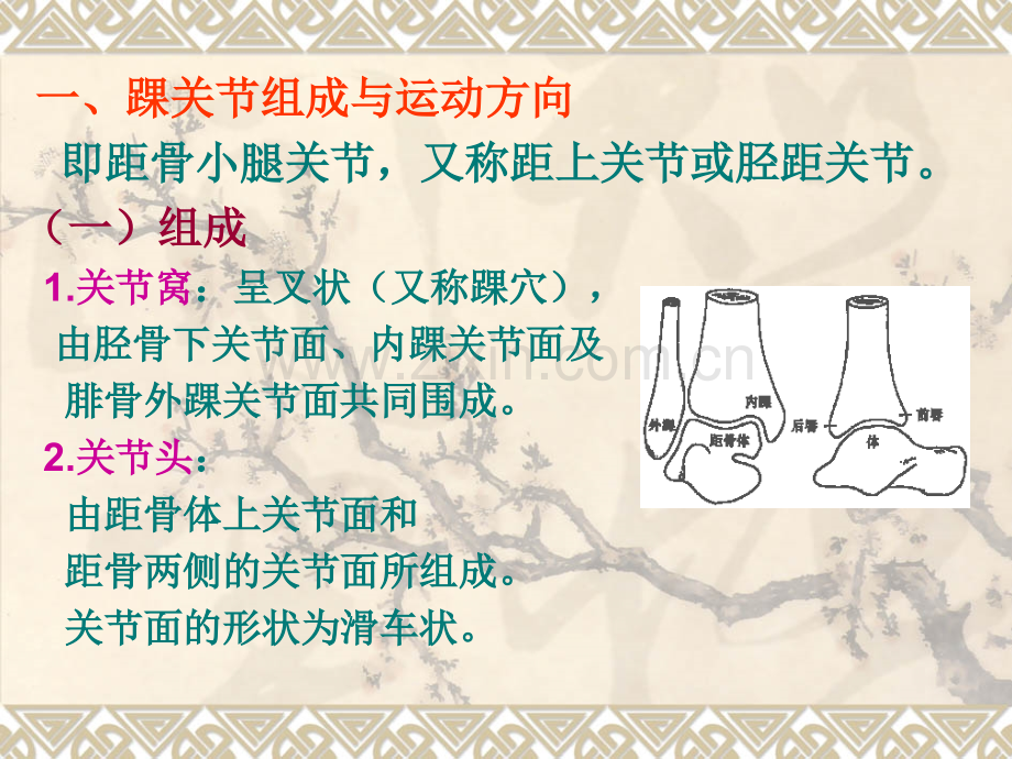 踝关节运动学.ppt_第3页