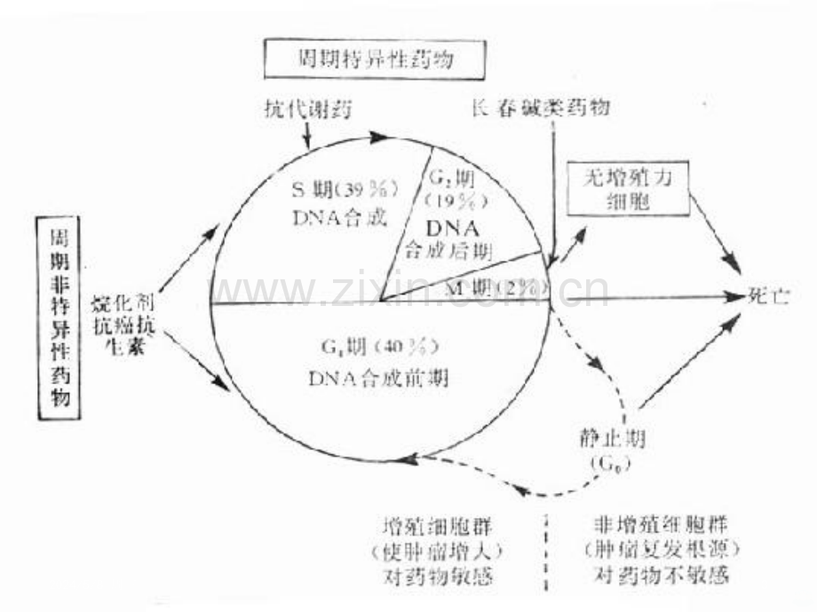 常见化疗药物的使用顺序及机理.ppt_第3页