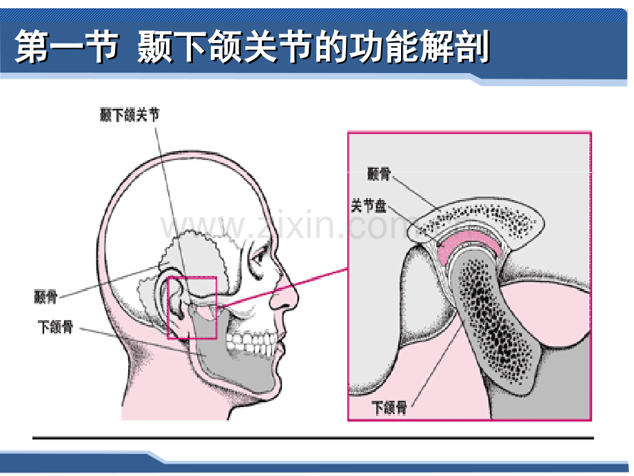 口腔科学-第十一章-颞下颌关节常见病.ppt_第2页