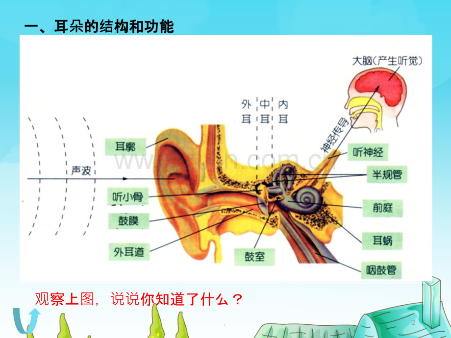 七年级下科学耳和听觉.pptx_第2页