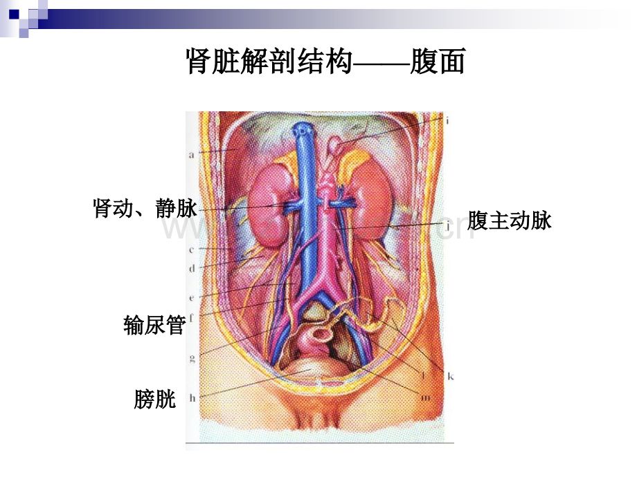 泌尿系统病人的护理.ppt_第3页