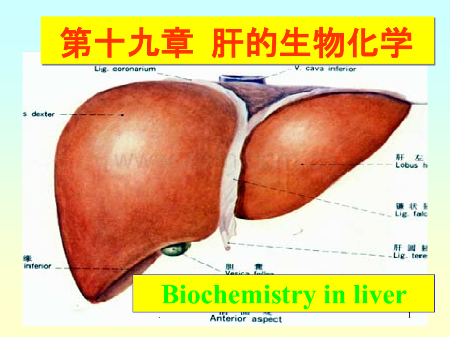 第章肝的生物化学.ppt_第1页