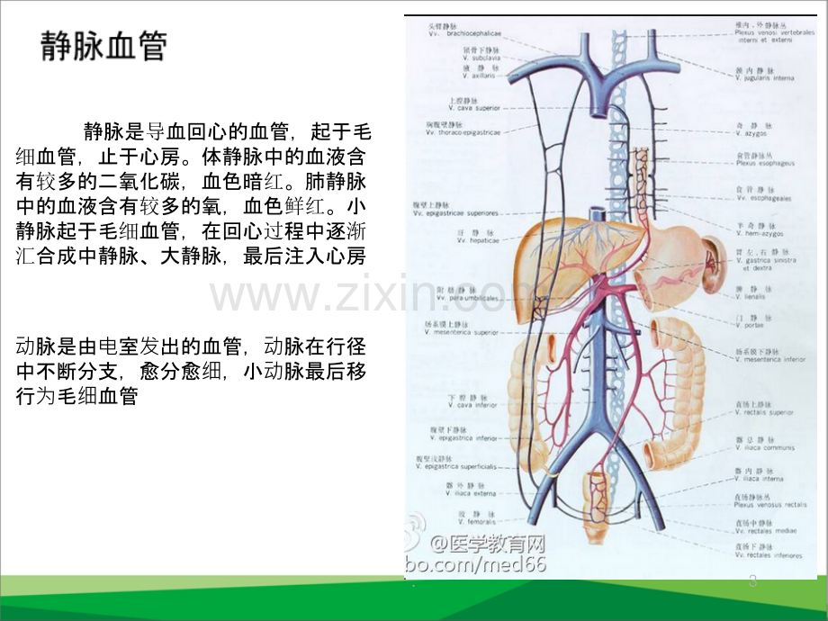 与静脉输液相关的血管解剖生理课件.ppt_第3页