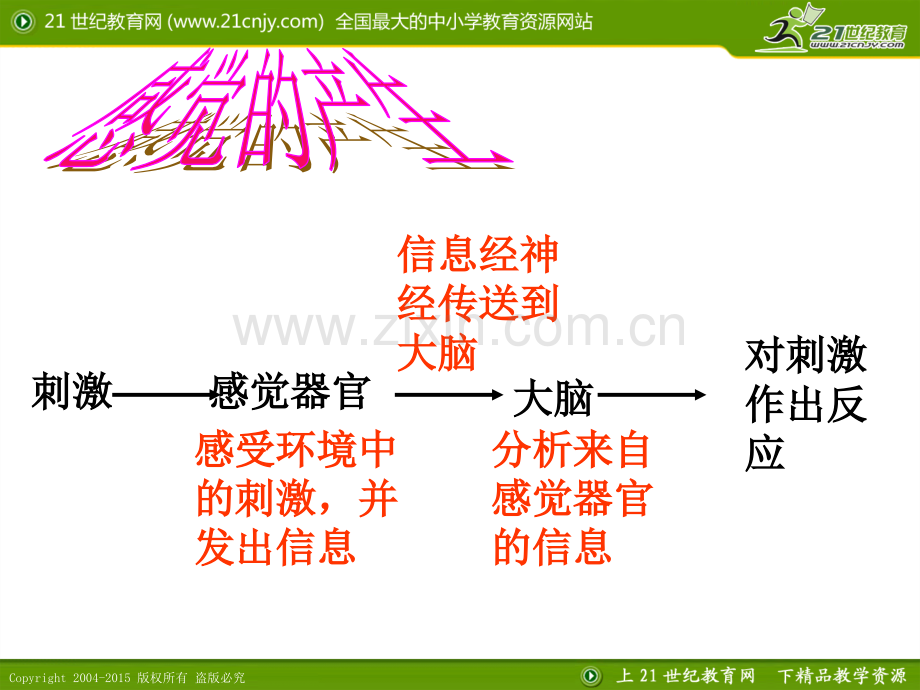 5.3皮肤感觉.ppt_第3页