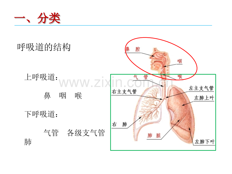 呼吸道感染的抗病毒治疗.pptx_第3页