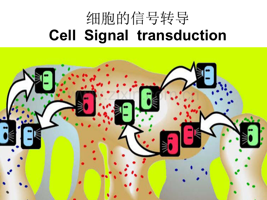 细胞的信号转导.ppt_第1页