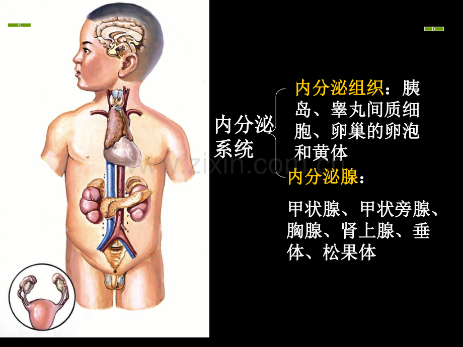 【源版】201811现代基础医学概论(第十一章--内分泌系统).ppt_第3页