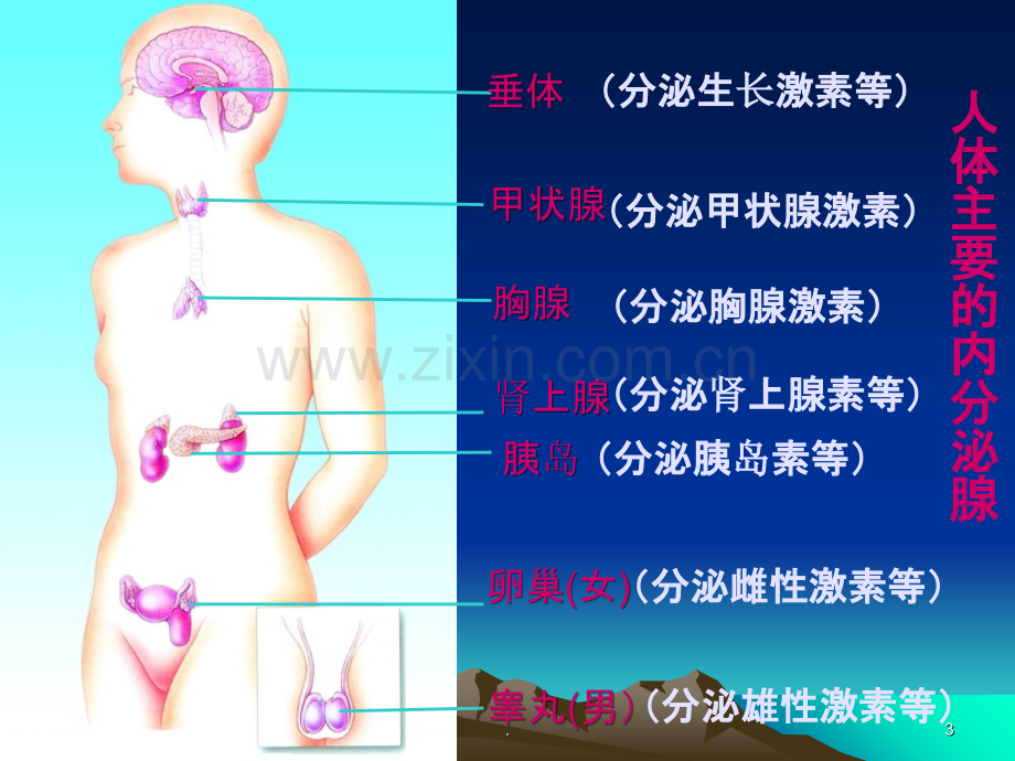 八年级生物第三节人体的激素调节.ppt_第3页