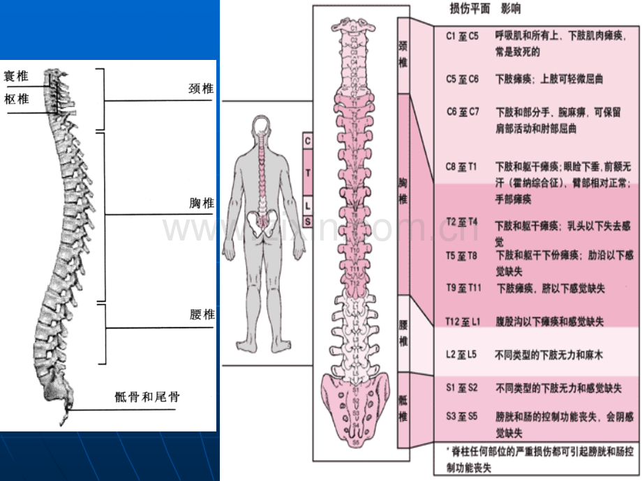 全科脊柱四肢反射.ppt_第3页