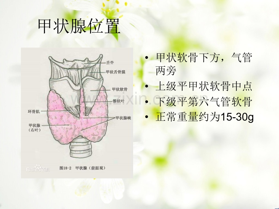 甲状腺的手术配合.ppt_第2页