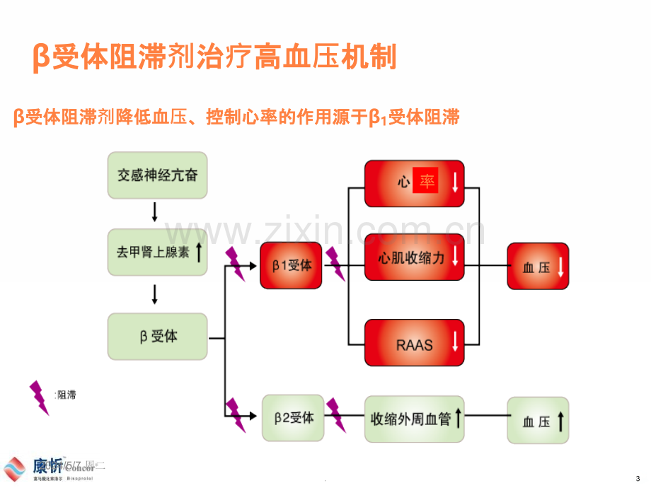 β受体阻滞剂的心脏保护作用.ppt_第3页