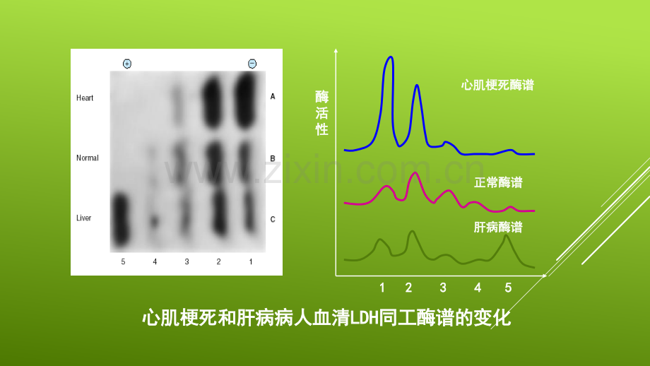 几种重要的调节酶演示课件.pptx_第3页