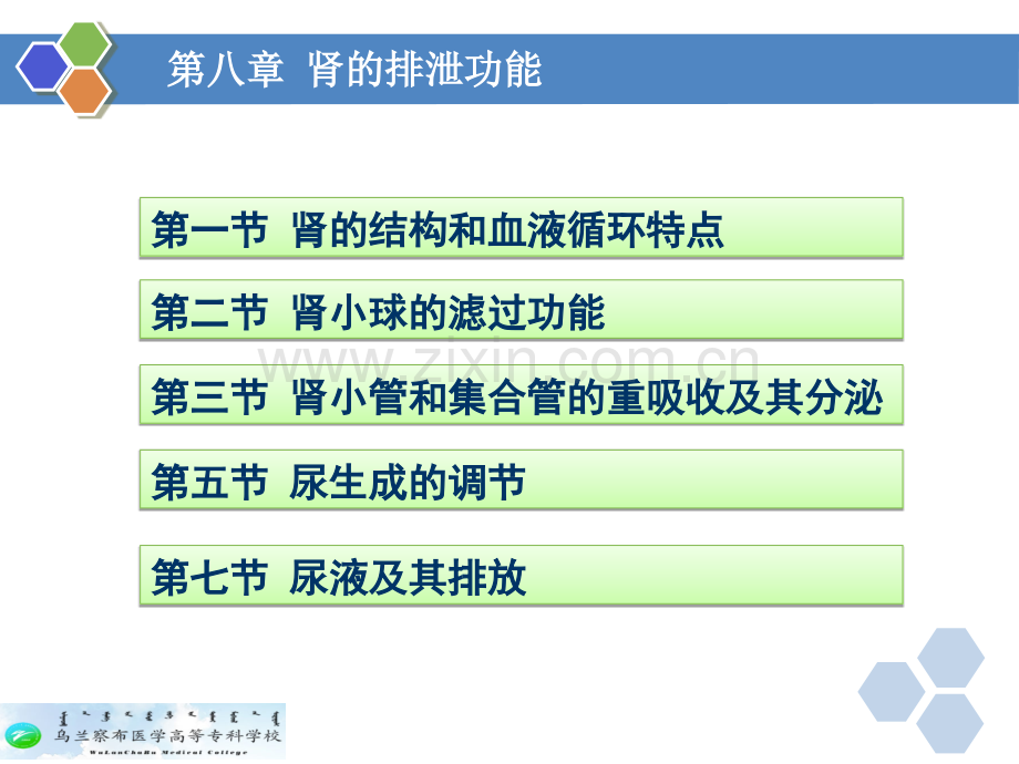 生理学--第八章-肾的排泄功能.ppt_第2页