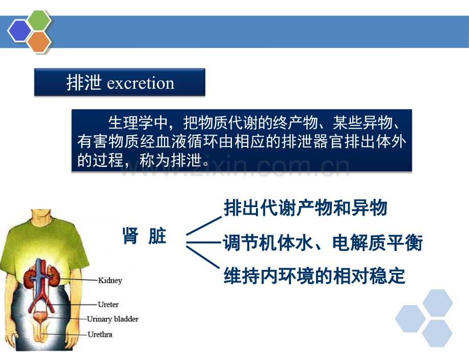 生理学--第八章-肾的排泄功能.ppt_第3页