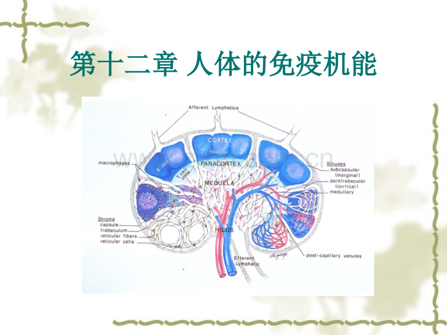 人体的免疫机能.ppt_第1页