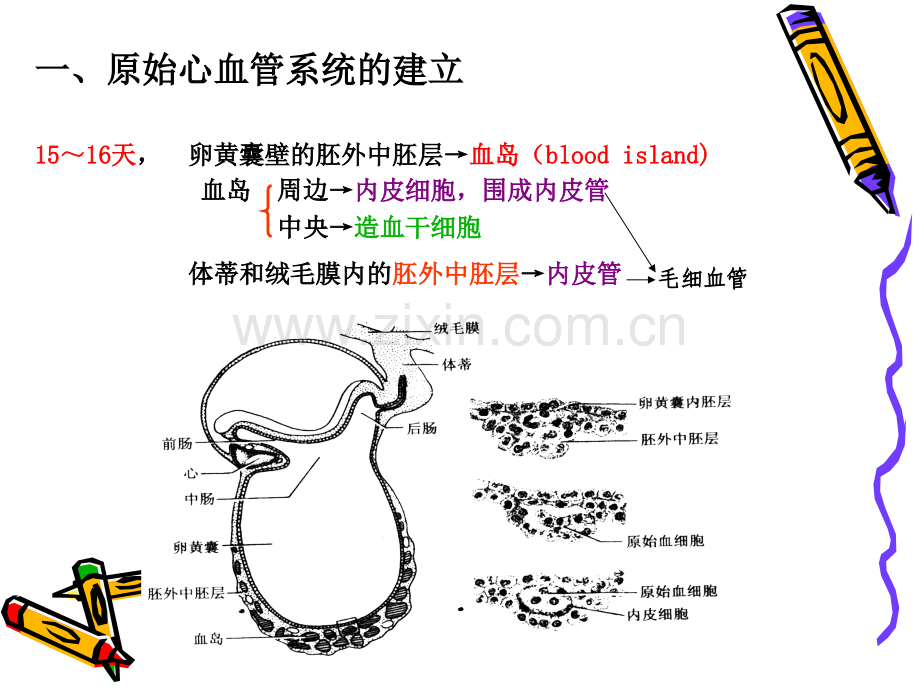 心血管系统的发生.ppt_第3页