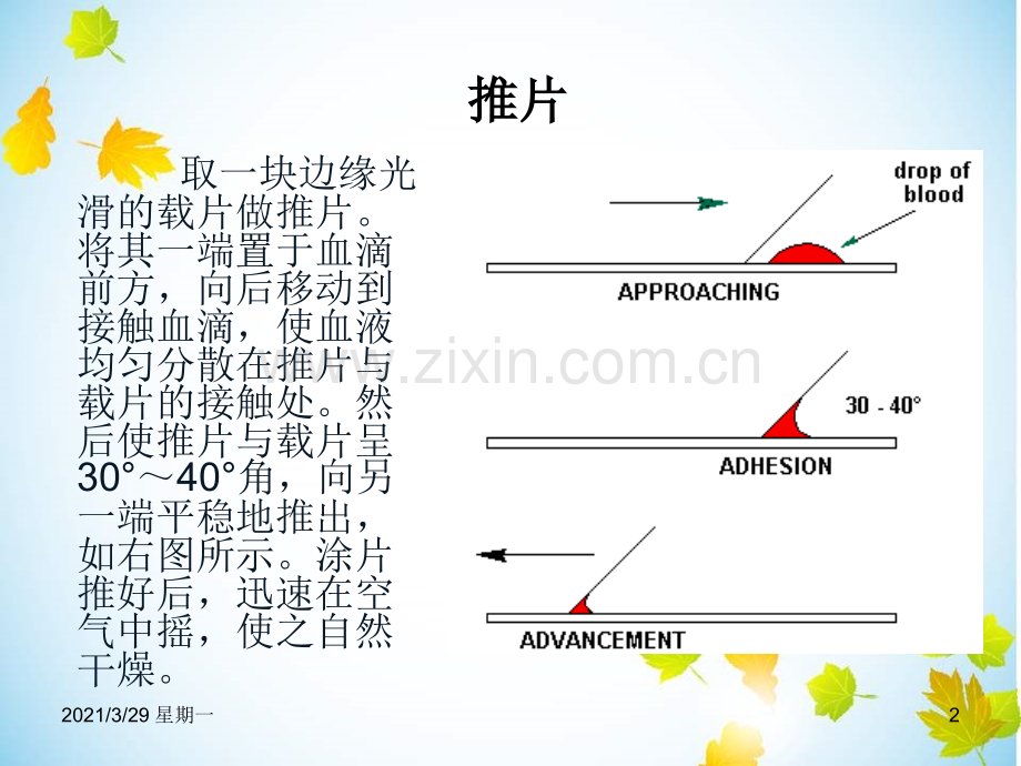 血涂片制作与染色.ppt_第2页