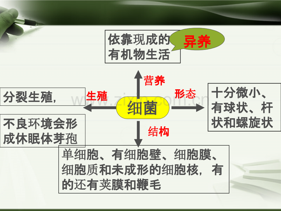 真菌课用.ppt_第1页