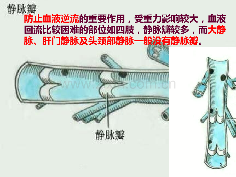 心血管系统静脉.ppt_第3页