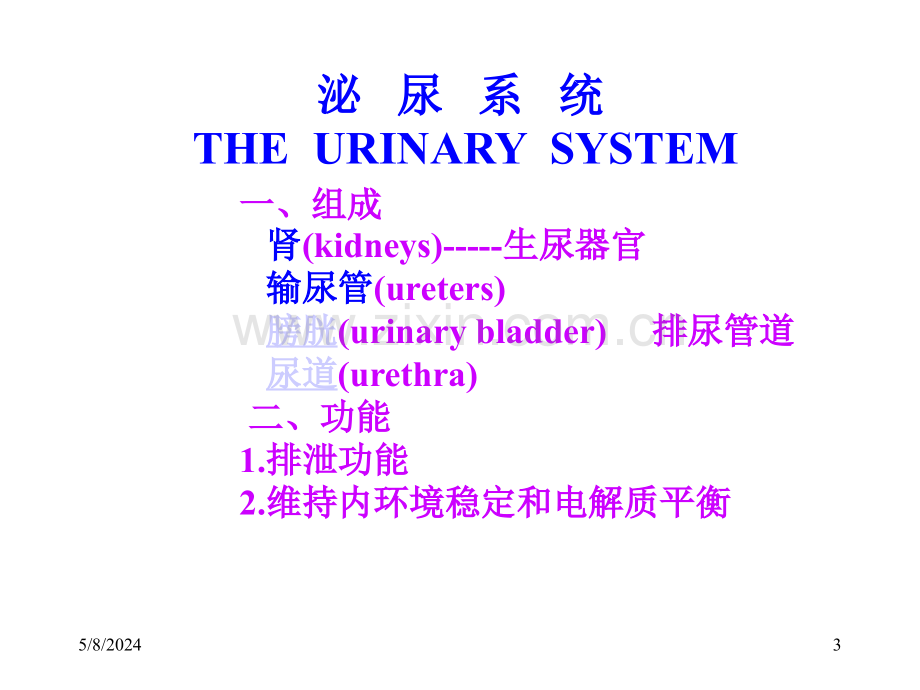 泌尿外科解剖学.ppt_第3页