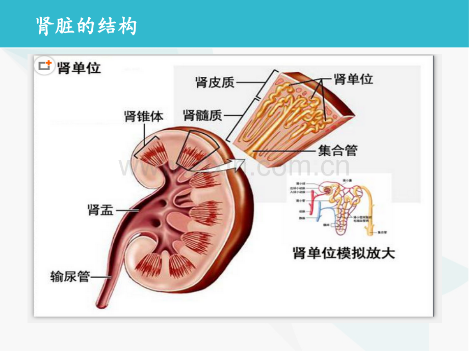 2018.4.22肾衰的诊断思路.ppt_第2页