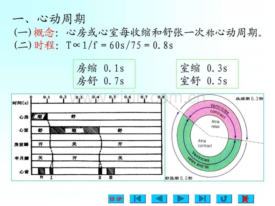 生理学课件血液循环ppt.ppt_第3页